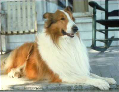 Quelle est l'espèce de Lassie ?
