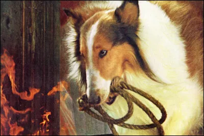 Qui est le créateur de "Lassie" ?