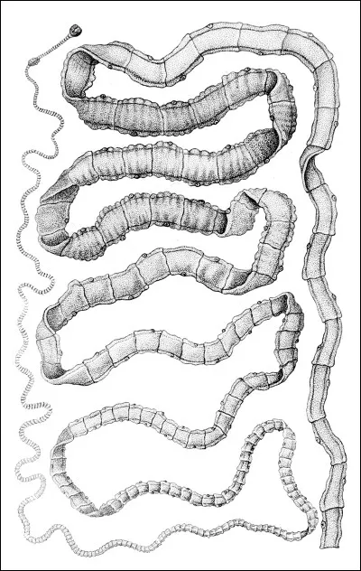 Amande ou pistache, c'est le...