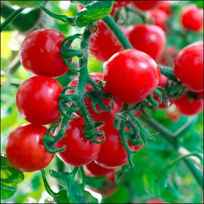 Internet : 
Si vous vous rendez sur le site RottenTomatoes.com, que pourrez-vous trouver ?
- Merci de jouer le jeu et de ne pas aller sur ce site avant d'avoir terminé ce quiz ! -