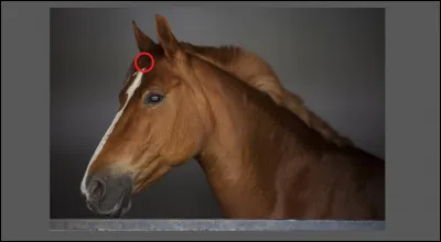 Comment se nomme cette partie ?