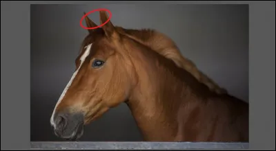 Comment se nomme cette partie ?