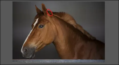 Comment se nomme cette partie ?