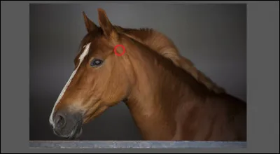 Comment se nomme cette partie ?