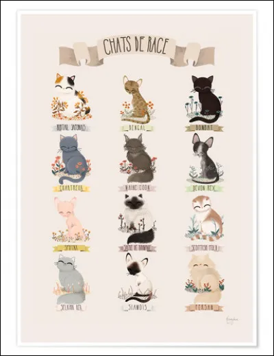 Quelle est ta race ?