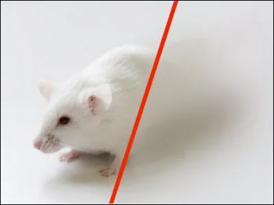 "WWW" > Rien à voir avec Internet : c'est le "wild wide west" [quoi donc ?] , but du voyage de nos joyeux lurons qui partirons de Saint-Louis dans [quel état ?]. Veuillez compléter les crochets, svp...