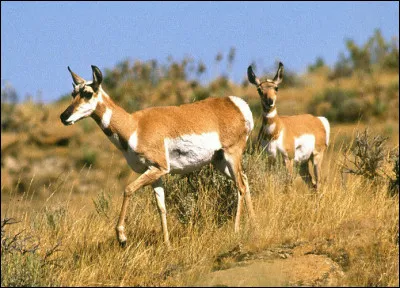 Et les espèces nouvelles - pour les Euro-Américains - seront nombreuses, tel ce mammifère appelé "pronghorn". Quel est son nom en français ?