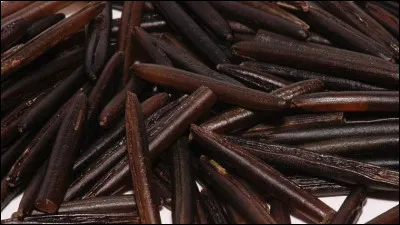 Connue depuis des millénaires des Amérindiens, l'expédition notamment permet la 1e description la « zizania palustris ». Qu'est-ce ?