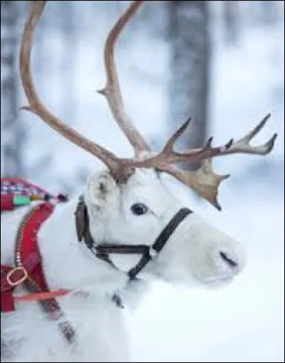 Quel est son renne préféré ?