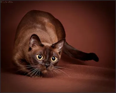 Quelle est cette race de chats ?