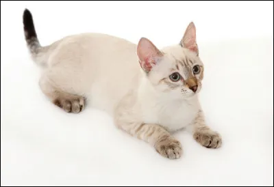 Quelle est cette race de chats ?