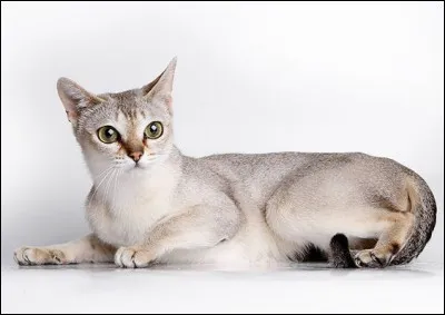 Quelle est cette race de chats ?