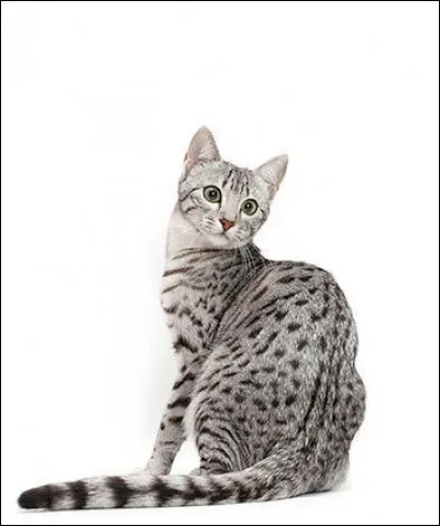 Quelle est cette race de chats ?