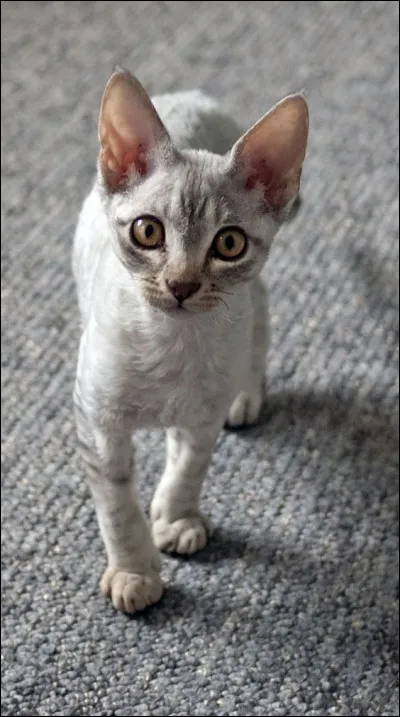 Quelle est cette race de chats ?