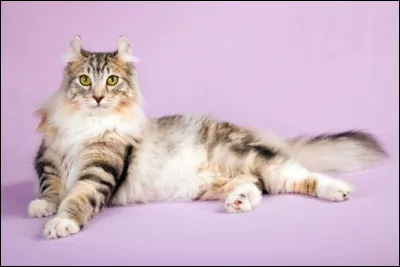 Quelle est cette race de chats ?