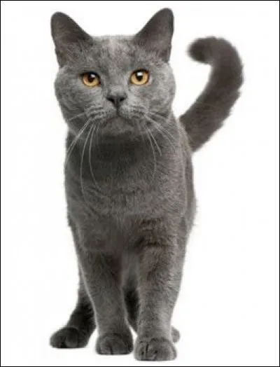 Quelle est cette race de chats ?
