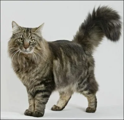 Quelle est cette race de chats ?