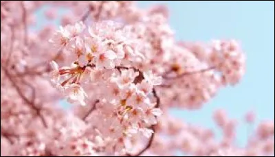 Comment s'appelle l'arbre (le cerisier) le plus connu au japon en japonais ?