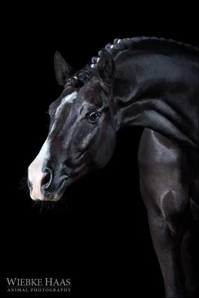 En termes de monte, tu préférerais faire...