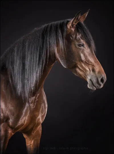 En termes de cavalier, tu serais plus à l'aise s'il était Galop...