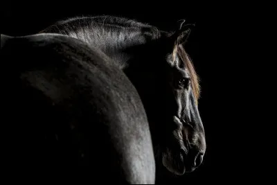 Quelle allure préfères-tu ?