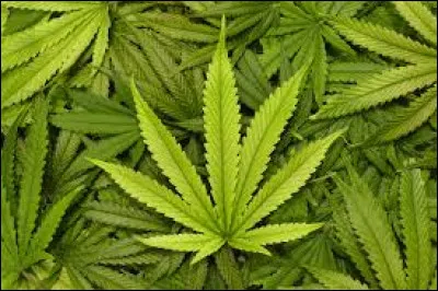 Cette ville mexicaine, la plus peuplée de la région de Basse-Californie, a la triste réputation d'être dirigée par les cartels de la drogue et d'être un repaire de criminels. Bienvenue à :