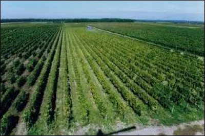 Quel est ce vin blanc sec, produit sur la rive gauche du Cher, particulièrement recommandé sur les poissons de rivière et les fromages de chèvre comme le crottin de Chavignol ?