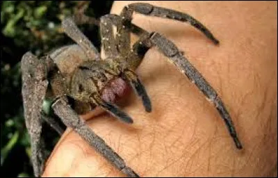 Quel auteur a écrit ces vers : "À moi la poussière à moi l'araignée vous êtes bien belle et je suis bien laid" ?