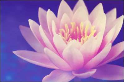 Complétez les paroles : 

Je suis une petite fleur malade
malade parce que personne me regarde
Même les orties sont plus jolies
Aux yeux des promeneurs
...