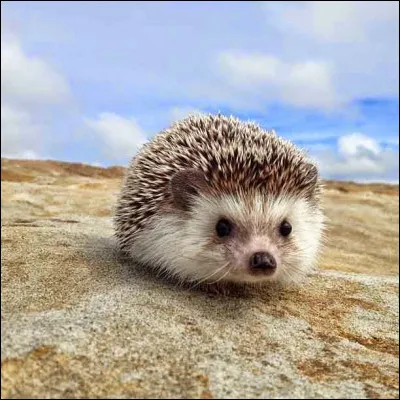 Complétez les paroles : 

C'est un hérisson qui piquait, qui piquait
Et qui voulait qu'on l'caresse, resse, resse
On l'caressait pas, pas, pas, pas, pas
...