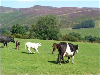 Pour vous, l'écologie et la protection de l'environnement, c'est...