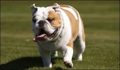 Quelle est la race de ce chien ?