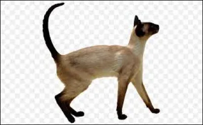 Quelle est la race de ce chat ?