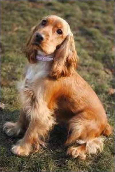 Quelle est la race de ce chien ?