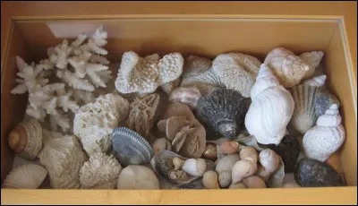 Quel nom donne-on au collectionneur de coquillages ?