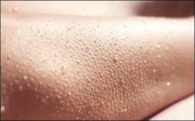 Quels muscles provoquent la chair de poule ?