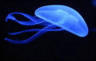 Quel est le pourcentage d'eau dans le corps d'une méduse ?