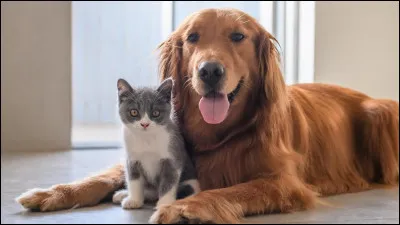 Quel est ton animal préféré ?