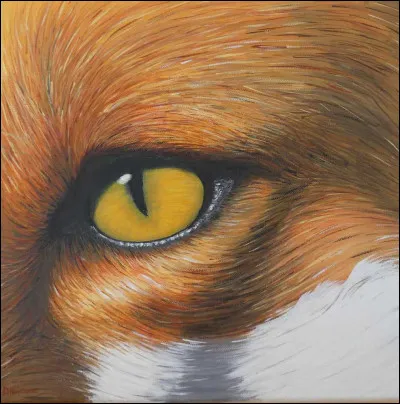 Quelle est la couleur de tes yeux ?