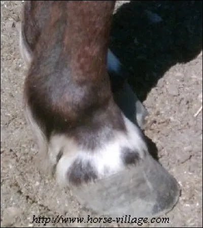 Si je te montre cette photo, tu me diras que je veux parler...
