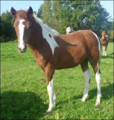 Si je te montre cette photo, tu me diras que je veux parler...