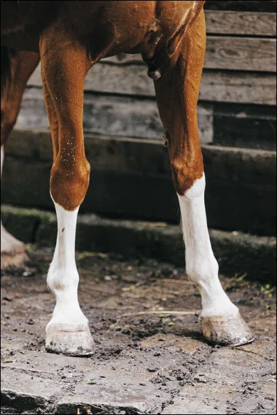 Si je te montre cette photo, tu me diras que je veux parler...