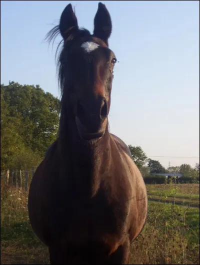 Si je te montre cette photo, tu me diras que je veux parler...