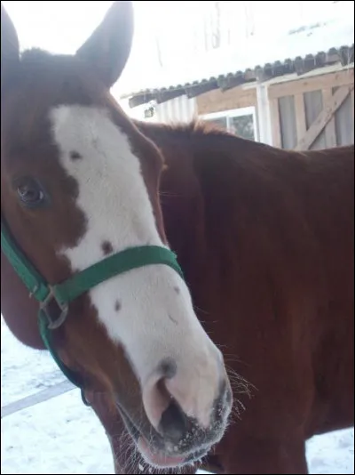 Si je te montre cette photo, tu me diras que je veux parler...