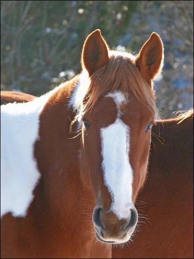 Si je te montre cette photo, tu me diras que je veux parler...
