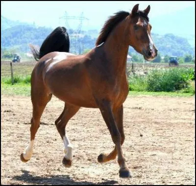 Désolée, elle est un peu floue, mais si je te montre cette photo, tu me diras que je veux parler...