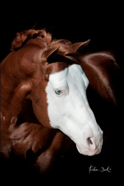 Si je te montre cette photo, tu me diras que je veux parler...