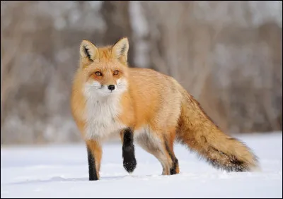 Finalement, tu t'avances pas du tout rassurée, et tu découvres un renard prêt à te manger, les yeux grands ouverts. Tu cours et cries à ton apprenti de prévenir le clan tandis que l'animal t'attaque. Tu arrives à le repousser et, après un long combat, il s'enfuit pour aller chez le clan voisin. 
Que fais-tu ?