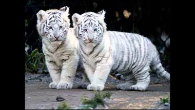 Tout d'un coup, tu repenses à Nuage Humide qui est parti chercher des renforts au clan et tu pars d'ici en courant sous les yeux de Griffe du Mal, confus. Tu retrouves les chats de ton clan un peu plus loin de la frontière. 
Vas-tu avouer que tu l'as franchie ?