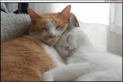 Après une semaine à te reposer, tu peux enfin sortir.
Ta sur est la première à venir te voir et te propose une balade romantique à 4. 
Tu peux inviter une personne, laquelle prends-tu ?